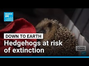 Hedgehogs at risk of extinction: Spiky animals could disappear by 2050 • FRANCE 24 English