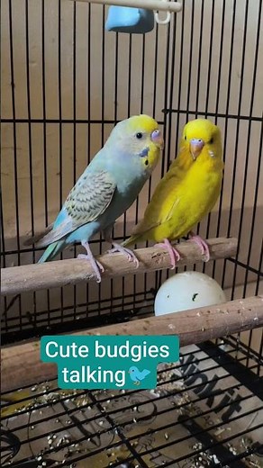 🐦 Amazing Chirping Budgies Singing & Talking Together! 💛💙 #Cute #budgies #pair #birdshouse06 #pets