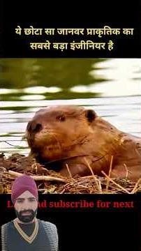 this animal is famous natural engineer 😮 like karo #subscribe 👍