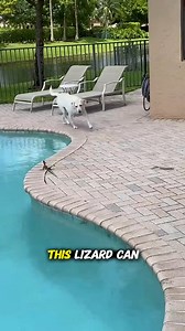 5.9K views · 58 reactions | The only lizard wich runs on top of water #Amazing | Chris | Facebook
