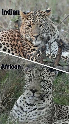 Indian Leopard vs African Leopard #trending #viralvideo #nature #wildlife #leopard