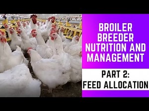 Broiler breeder nutrition and management - feed allocation