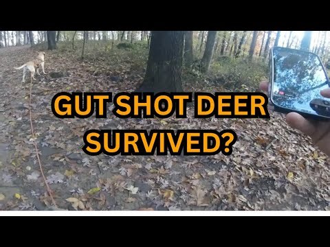 GUT SHOT DEER SURVIVED | 48 Hour Track
