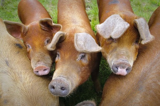 Duroc Pigs: Breed info, Lifespan, & Characteristics