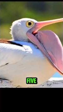 Top 5 Real Creatures Behind Sea Legends #sealegends #seacreatures #deepseamystery #animals #shorts