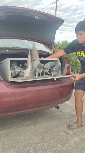 Mag no-north loop ata loft ko 😂 | Homing Pigeon