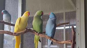 329K views · 10K reactions | Christmas kisses and the little helpers...