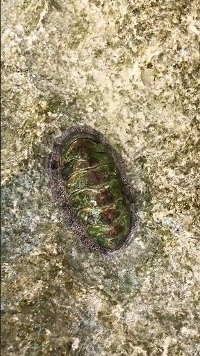 Looks like a rock but it’s alive.Meet the armored ocean survivor — Chiton #oceanlife #chiton #shorts