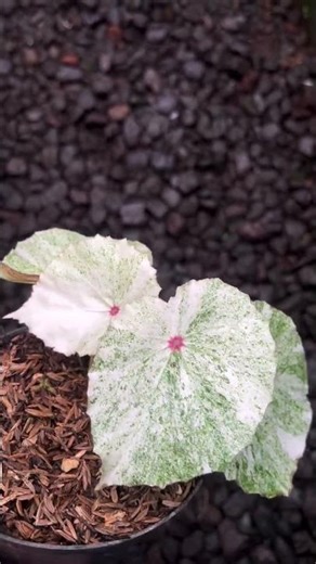 begonia #plants #garden #green #nature#housplants#tanamahias #orchids#aroids#antorium #Varigata#fyp
