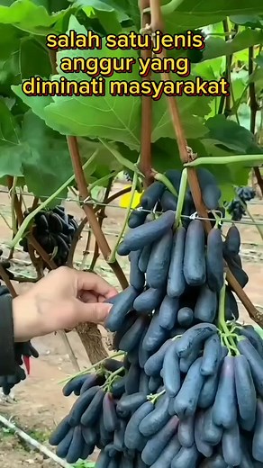 186K views · 676 reactions | Anggur hitam mantap #reels #unik #info | Bu Kevin | Facebook