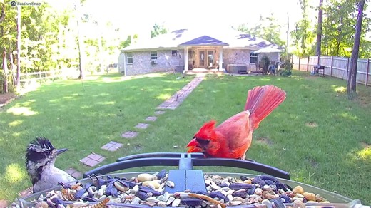 What I imagine he is saying, lol #cardinal #woodpecker #funnybirds #birdsoftiktok #funnyvideos