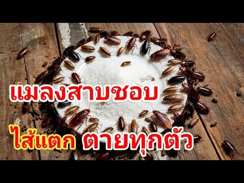 I just learned how to easily get rid of cockroaches by having their guts burst open with this sim...