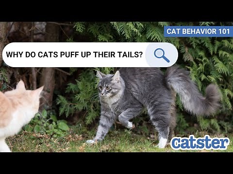 Vet explains why cats puff up their tails