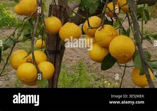 Bergamot in Southern Italy. The bergamot tree is laden with ripe, golden-yellow fruits. This rare citrus, renowned for its aromatic oil and grown in the unique microclimates of Calabria and Sicily Stock Video Footage - Alamy