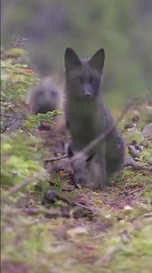 Rare Silver Fox in Canada 🦊🇨🇦 | Amazing Wildlife Encounter #Shorts