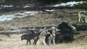 3.6M views · 18K reactions | The wolves have been awesome to watch...