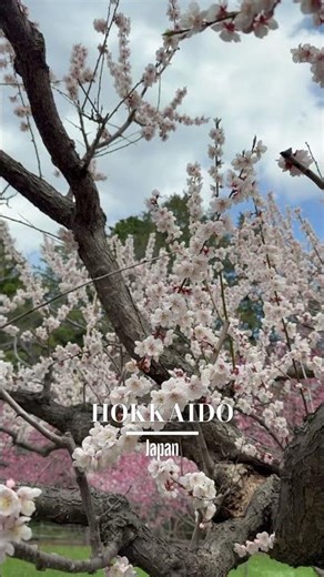 Hokkaido in Japan | Jigokudani | Sapporo