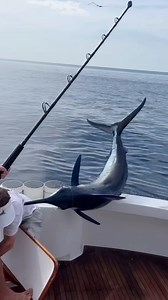 ‘Fishing can be a dangerous game!!’ - @chasing_nature16 Name: @chasing_nature16 About: The official Insta for the chasing_nature YouTube channel! Aclassic!! #fishing #fish #fishinglife #bluewater #nature #fishingislife #angler #fisherman #fishingtrip #boat #fishingaddict #bigfish #saltwaterfishing #fishingdaily #fishon #sea #aclassic #diehard #diehardfisho #fishingaustralia | Aclassic