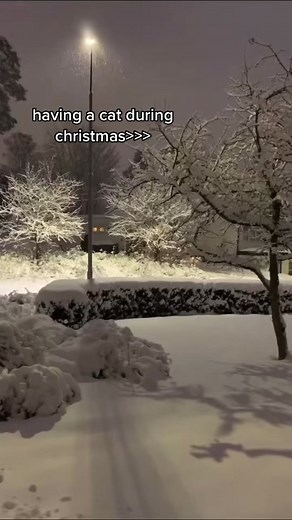 #greenscreen #greenscreenvideo #cat #christmascat #wintertime #christmas #happyholiday #christmastok #holidayseason #christmas2022