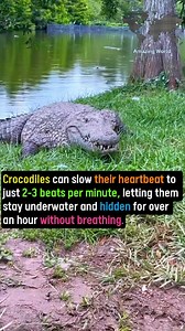 #factsdaily #knowledge #science | Amazing World