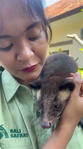 musang bulan jinak total