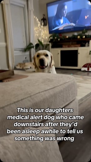 Shannon Boggs on Instagram: "The nose ALWAYS knows! Even when it’s sleeping❤️😭 #guardianangel #medicalalertdog #servicedog #diabeticalertdog #insulindependent #type1diabetes #type1warrior #type1kiddos #t1d #type1diabetesawareness"