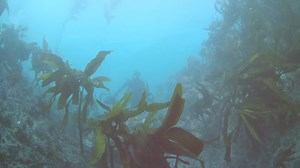 Wide-open spaces and plenty of places to grab life by the moments in Monterey County. Travel responsibly. | See Monterey