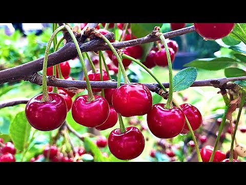 GROWING CHERRY TREES IN CONTAINERS BEAR MORE FRUITS
