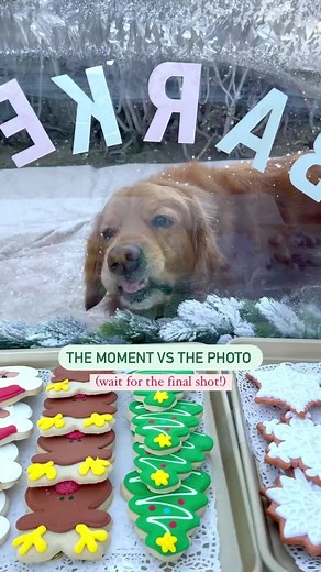 10K views · 1K reactions | Did you grab our 2023 calendar yet? Here’s a behind the scenes look at our December photo! ❄️ It was quite the production and took a while to put together, but the end result was worth it. Bear had a blast licking a yummy treat off the window.  | That Golden Dog | Facebook