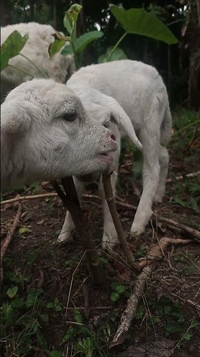 Baby Lambs Playing in the Garden 🐑💚 Cutest Thing You’ll See Today!