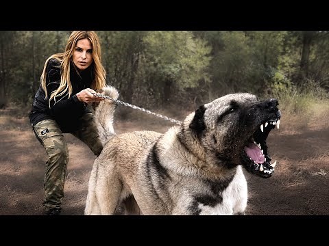 TOP 5 MOST POWERFUL WOLF KILLERS - Kangal, Alabai, Caucasian Shepherd