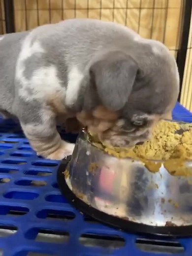 Micro Exotic Olilac Bully Breeds Overview