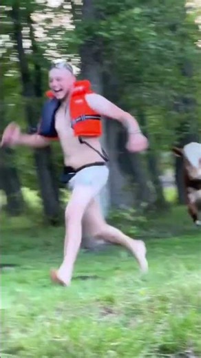 funny cows#happycow #cow #happy #fyp