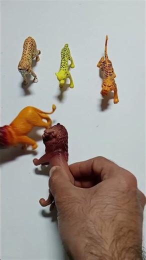 ASMR Wild Animals Tapping & Scratching | Satisfying Sounds 🐯 #Shorts