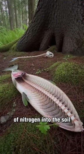 The free fertilizer growing 300 foot trees 🐻