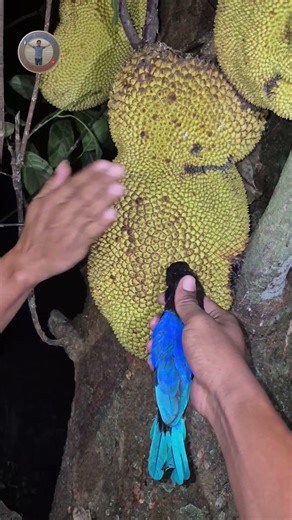 Peek at a bird sleeping on a jackfruit #birds #fyp #shorts