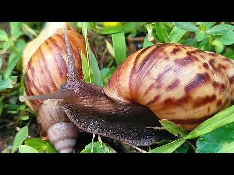 Land snail: a journey to achieve hope