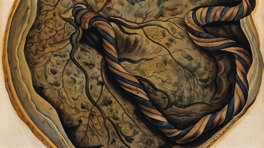 How a 16th century Italian anatomist came up with the word ‘placenta’: It reminded him of a cake