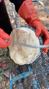 1.4M views · 148 reactions | Pure rubber tree extraction  Save this... something big is coming  → @inspirgreen : /pimlapas69 | Inspirgreen | Facebook