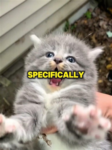 Why Cats Meow Only at Humans 🐱