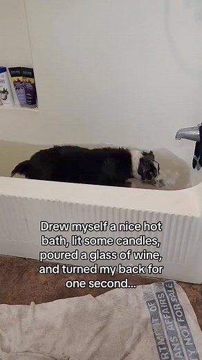 2.9M views · 48K reactions | Pool pawty!浪 #dog #reels #puppy #fyp #foryou #viral #trending #pet #animal #dogreels | Aussiesdothings | Facebook