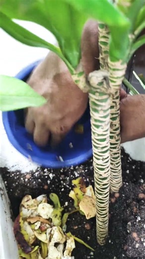 #homecomposting #compost #composting #manure #manuretips #oraganic #organicgardening #organichouse