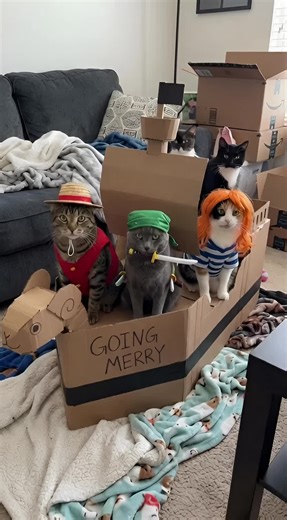 One piece meow meow #onepiece #anime | One Piece