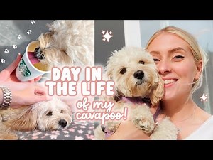 A DAY IN THE LIFE of my cavapoo! 🐶 meals, walks & our routine