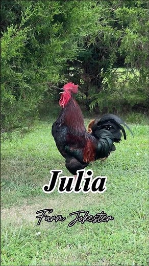 Julia! Come get your rooster 🐓#rooster #chicken #dadjokes #funnyanimals #farmjokester #julia #jules