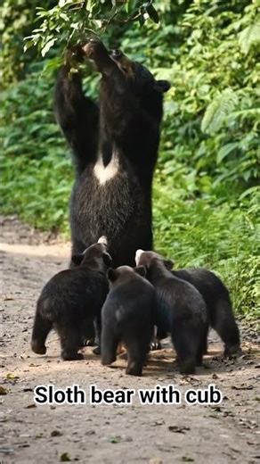 sloth bear walking on the road with baby video generate by AI , wildlife , animals