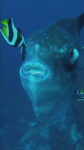 Mola Mola (Sunfish), the strangest large fish in the ocean. Nusa Lembongan, Bali