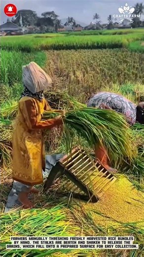 Manual Rice Threshing Process: Traditional Grain Separation in Paddy Harvest