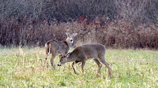 Deadly chronic wasting disease spreading in Ohio deer population