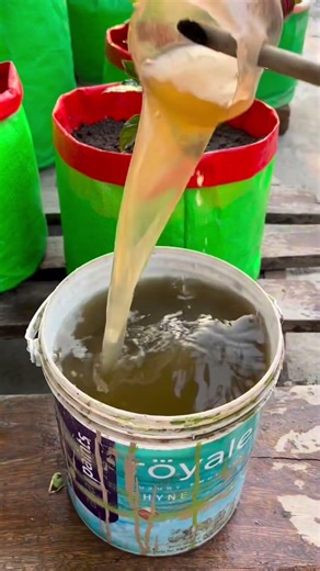 Making organic liquid fartilizer from kitchen waste by used water drum #bokchoy #eggplant #plants